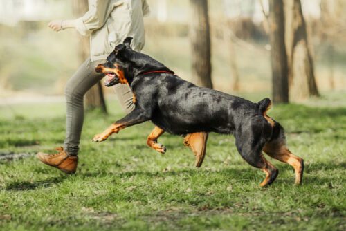 Tierhalterhaftung - Sturz durch einen freilaufenden Hund aufgrund Getümmels