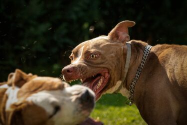 Bissverletzung bei Trennung von zwei nichtangeleinten Hunden – Schmerzensgeldanspruch