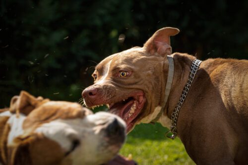 Bissverletzung bei Trennung von zwei nichtangeleinten Hunden - Schmerzensgeldanspruch