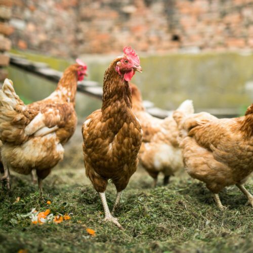 Beeinträchtigung durch Hühnerhaltung auf Nachbargrundstück