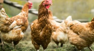 Beeinträchtigung durch Hühnerhaltung auf Nachbargrundstück