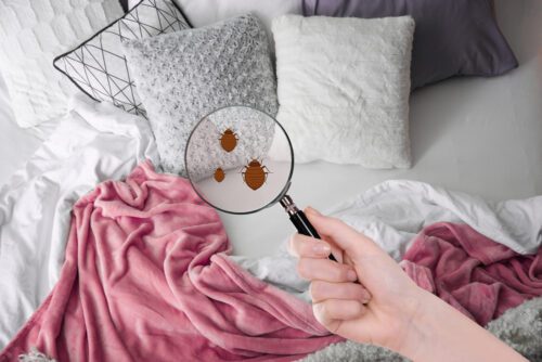 Reisemangel - behauptete Bisse und Stiche durch Insekten im Hotelzimmer
