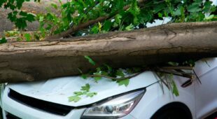 Fahrzeugschaden durch umgestürzten Baum – Amtshaftung