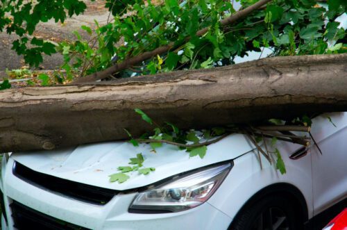 Fahrzeugschaden durch umgestürzten Baum - Amtshaftung