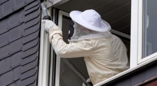 Hausverkauf – über Schädlingsbefall im Dachstuhl ist aufzuklären