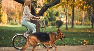 Tierhalterhaftung – Schmerzensgeld für Fahrradsturz durch losgerissenen Hund