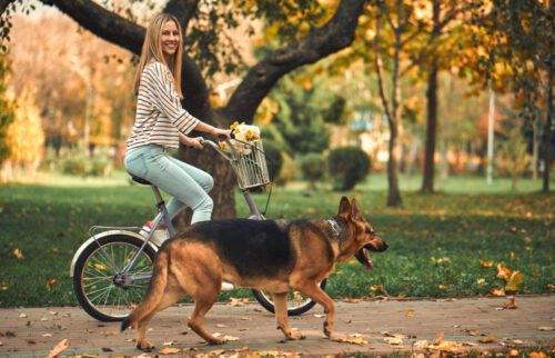 Tierhalterhaftung - Schmerzensgeld für Fahrradsturz durch losgerissenen Hund