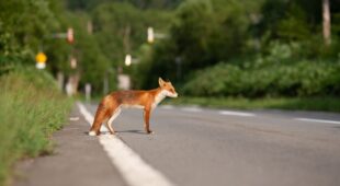 Verkehrsunfall – Vollbremsung zum vermeintlichen Schutz eines Fuchses