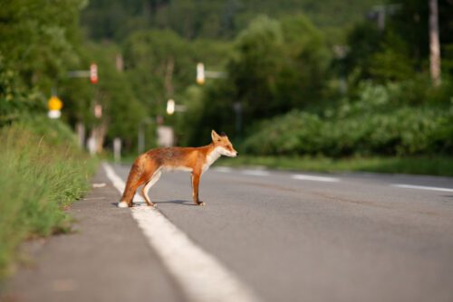 Verkehrsunfall - Vollbremsung zum vermeintlichen Schutz eines Fuchses