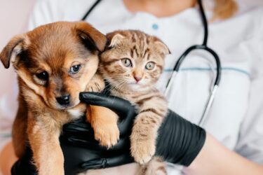 Tierarzthaftung bei Behandlungsfehlern – Was Tierhalter wissen müssen