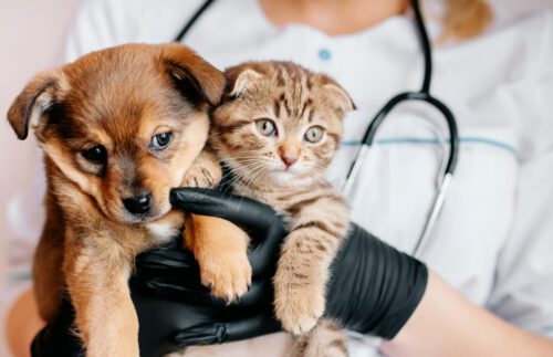 Behandlungsfehler Tierarzt