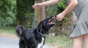 Hundebiss – Mitverschulden des Geschädigten durch Provokation
