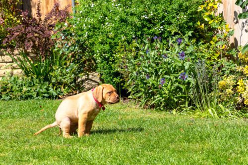 Unterlassen von Immissionsbelästigungen und von Koten und Urinieren Hunden durch Nachbarn