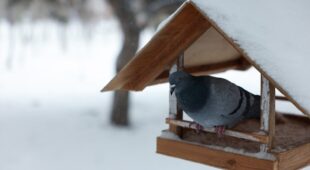 Unterlassungsanspruch verwilderte Tauben anzulocken gegenüber Grundstücksnachbarn