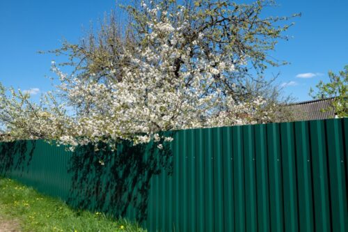 Baumgrenzen und Überhang zum Nachbargrundstück