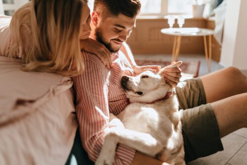 Umgangsrecht für gemeinsam angeschaffte Hunde nach Trennung 