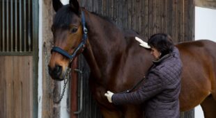 Vollberittvertrag – Schadensersatzansprüche wegen Pferdverletzung