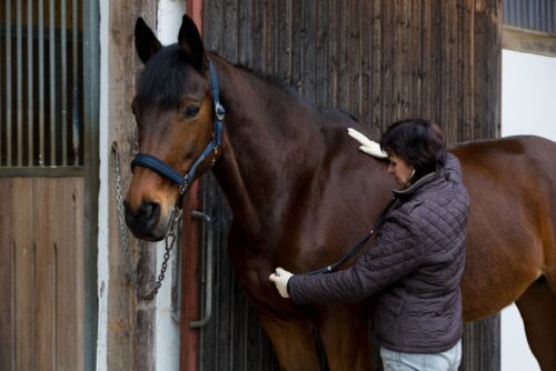 Vollberittvertrag – Schadensersatzansprüche wegen Pferdverletzung