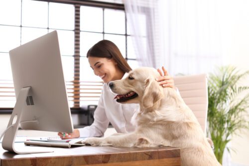 Hundehalterhaftung für Beschädigung von Büromaterial und Büroeinrichtung