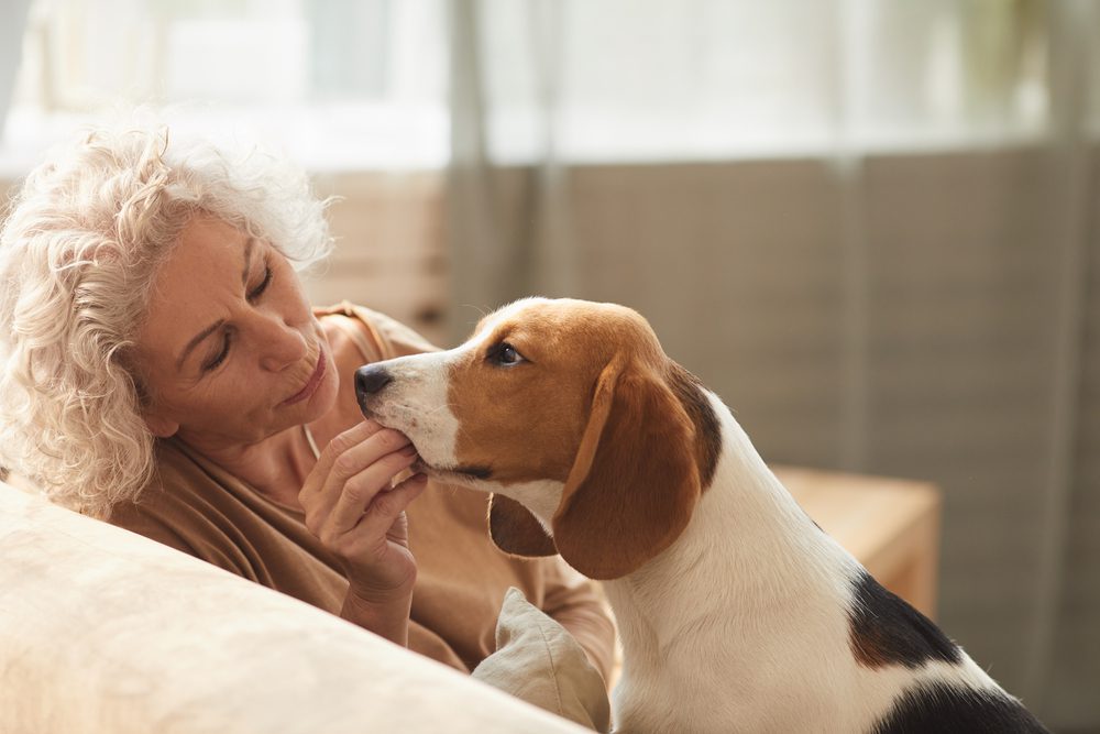 Mieter Beherbergung von Hunden gerichtlich untersagt - Ist Besuch eine Beherbergung?