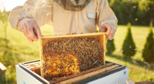 Grundstücksbeeinträchtigung durch Haltung von Bienenvölkern auf Nachbargrundstück
