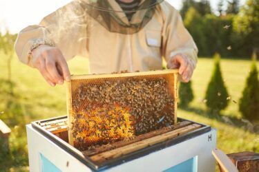 Grundstücksbeeinträchtigung durch Haltung von Bienenvölkern auf Nachbargrundstück