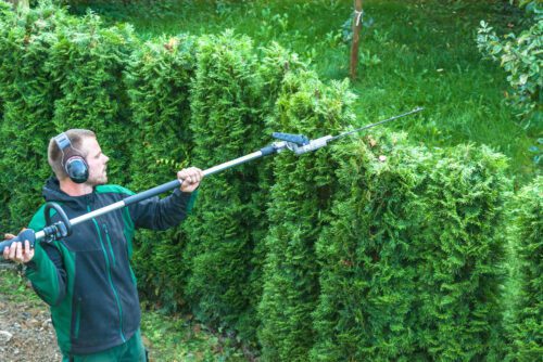 Gewährleistungsansprüche bei unzureichender Bewässerung einer Thujenhecke