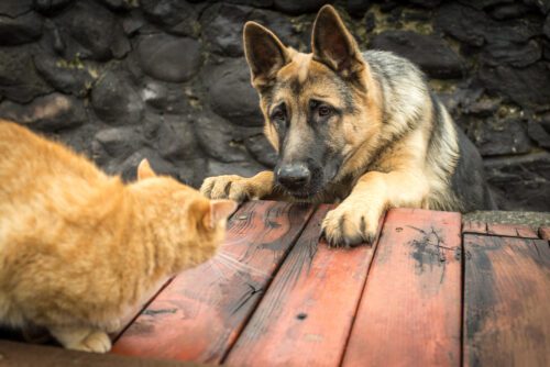 Tierhalterhaftung bei mittelbarer Verletzung