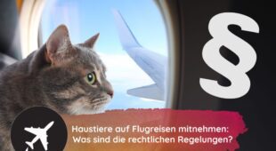 Mitnahme von Haustieren auf Flugreise – welche Regeln gelten?
