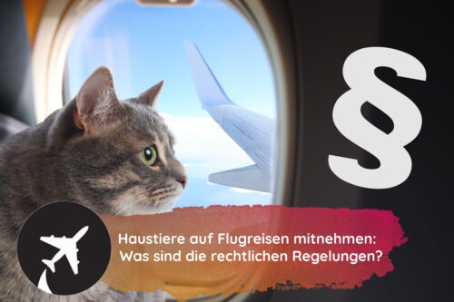 Haustiere auf Flugreisen mitnehmen