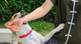 Feststellung der Tierhaltereigenschaft – Mithaftung bei Hundebiss