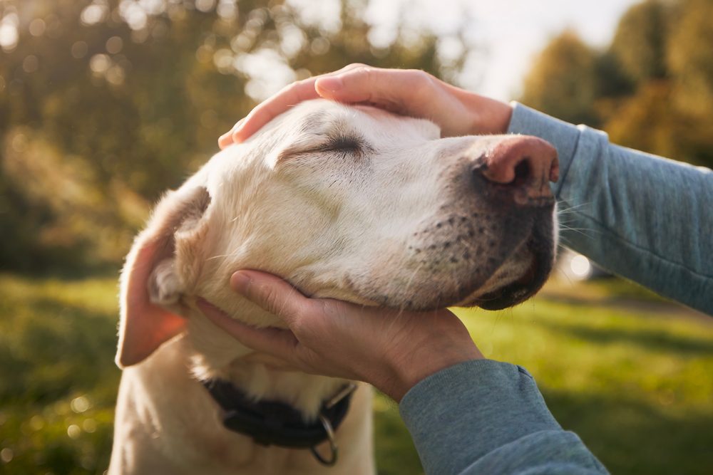 Hundehaltungsuntersagung - Aufforderung zur Eigentumsübertragung rechtswidrig