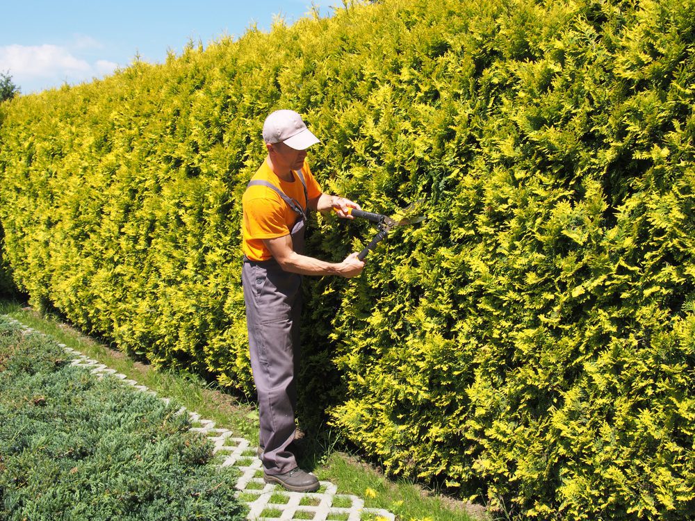 Nachbarrechtliches Gemeinschaftsverhältnis - Höhe einer Hecke bei einer Kündigung