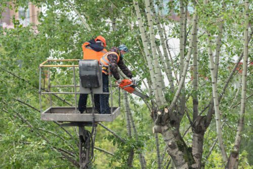 Überhängende Äste - Beeinträchtigung der Grundstücksnutzung