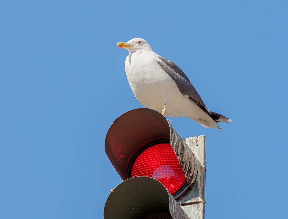 The,Traffic,Light,And,Resting,On,Him,The,Bird,On Verkehrsunfall - Rotlichtverstoß bei gleichzeitiger Überschreitung der Höchstgeschwindigkeit