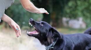Hundebiss – Schmerzensgeld- und Schadensersatzansprüche