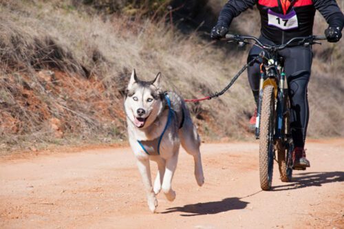 Fahrradfahrer Sturz mit Hunde