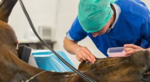 Tierarzthaftung – Risikoaufklärung vor Operation eines Pferdes