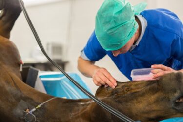 Tierarzthaftung – Risikoaufklärung vor Operation eines Pferdes