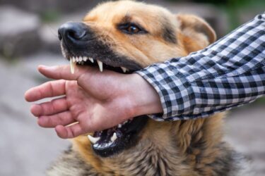 Hundebiss – Schadensersatz- und Schmerzensgeldansprüche 