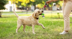 Tierhalterhaftung – Mitverschulden bei Sturz nach Anspringen durch Hund