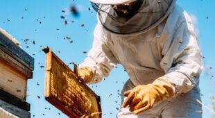 Haftung Hobby-Imker für durch Bienenwachs verursachte Schäden am Nachbarhaus