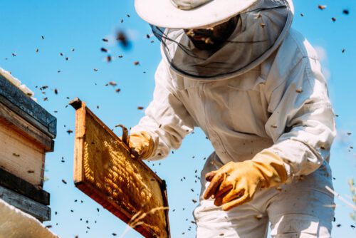Imker Haftung für Schäden durch Bienen
