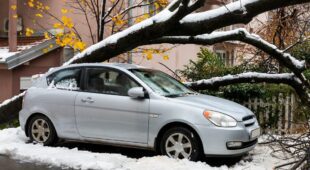Fahrzeugbeschädigung durch heruntergefallenen Ast auf Fahrzeug – Schadensersatz