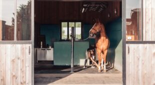 Pferdeunterstell- und Versorgungsvertrag – Schadensersatzanspruch wegen Pferdeerkrankung