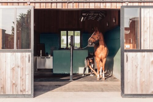 Pferdeerkrankung im Unterstell-Vertrag: Schadensersatzanspruch