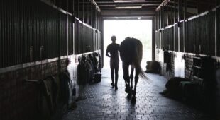 Pferdeausbildungs- und Pensionsvertrag – Verletzung eines Pferdes bei Freispringtraining