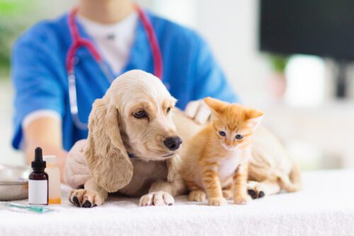 Tierarztkosten bei Fundtieren