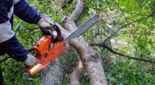 Unrechtmäßiges Einkürzen von Bäumen auf Nachbargrundstück – Berechnung Schadenersatz
