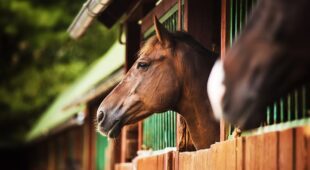 Pferdeeinstellvertrag – formularmäßig vereinbarte Kündigungsfrist – Wirksamkeit